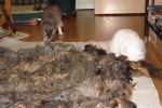Fleece ... the new catnip!