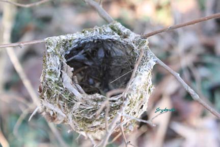 nest 2
